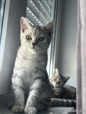 8 Monate alte katzen suchen neues Zuhause