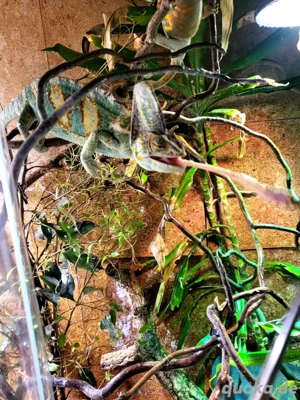 Jemenchamäleon männchen