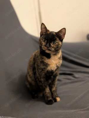 BKH Mix Dame super lieb 