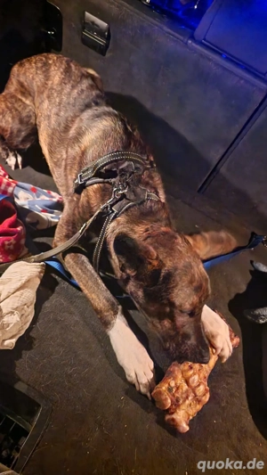 simba sucht dringend ein zuhause