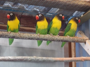 Agaporniden, Rußköpfchen, Schwarzköpfchen