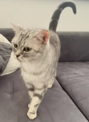 BKH Katze Black Silver Tabby