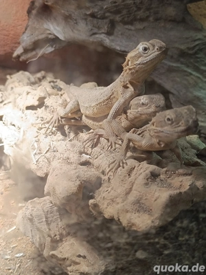 Drei Zwergbartagamen mit Holzterrarium Bild 2
