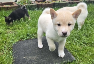 Unsere letzte weiße Shiba Inu Welpin sucht ihr neues Zuhause! Bild 3
