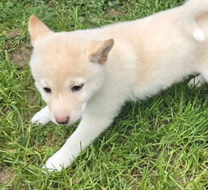 Unsere letzte weiße Shiba Inu Welpin sucht ihr neues Zuhause! Bild 2