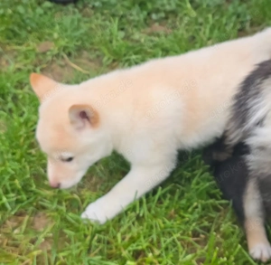 Unsere letzte weiße Shiba Inu Welpin sucht ihr neues Zuhause!