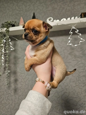 Reinrassiger Chihuahua-Rüde sucht liebevolles Zuhause ab Anfang Januar 