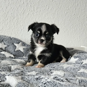 Wundervolle Chihuahua Welpen 