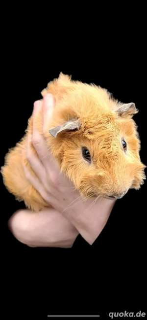 Rosetten Meerschweinchen