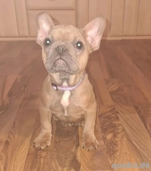 Französische Bulldogge 