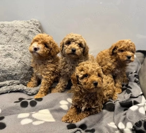 Charming toy zwergpudel welpen !!!