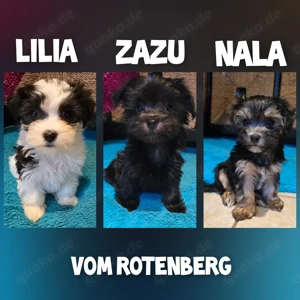 Havaneser-Malteser Welpen