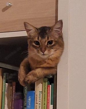 Somali Kater Baghira