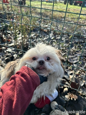 Kleiner Kerl sucht sein Glück 