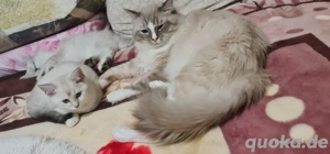 Heilige Birma lilac point tabby Deckkater 