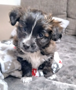 Bichon Havaneser Welpen