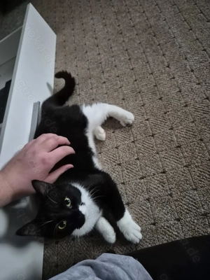 Junge Katze abzugeben 