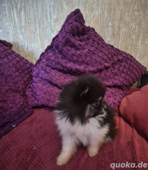 Mini Zwergspitz Pomeranian Welpen