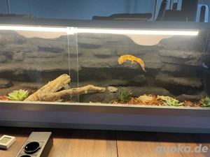    !SUCHE! nach einem männlichen Leopardgecko