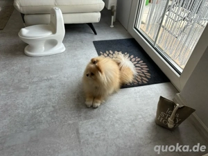 loulou Deckrüde pomeranian Bou 
