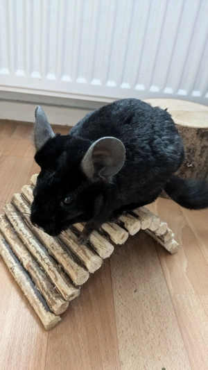 Chinchilla Notfallvermittlungshilfe sucht ein neues Zuhause für Pochi