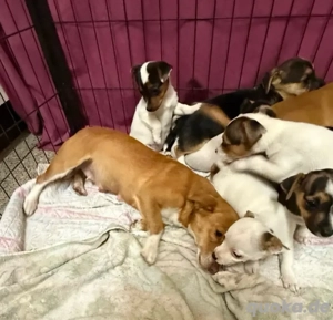 Jack Russell Welpen mit kurzen Beinen