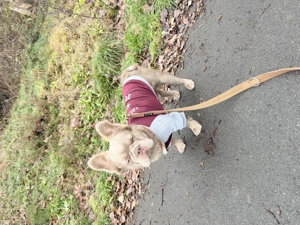 Französische Bulldogge Fluffy Deckrüde