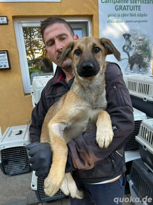 Dringend Pflegestellen gesucht  Bild 10