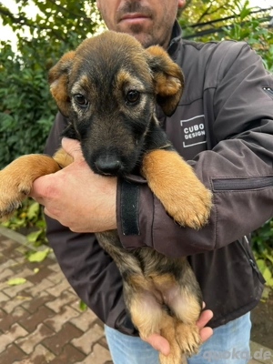 Dringend Pflegestellen gesucht  Bild 4