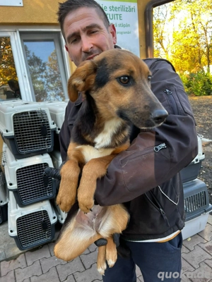 Dringend Pflegestellen gesucht  Bild 8