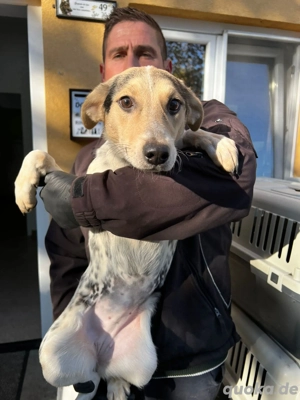 Dringend Pflegestellen gesucht 