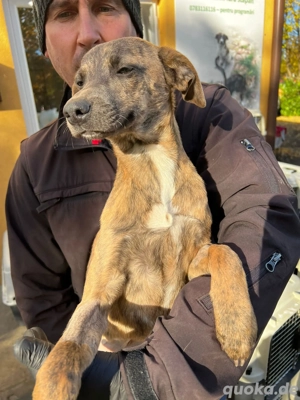 Dringend Pflegestellen gesucht  Bild 9