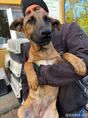 Dringend Pflegestellen gesucht  Bild 5