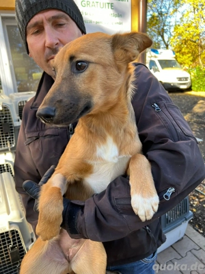 Dringend Pflegestellen gesucht  Bild 7