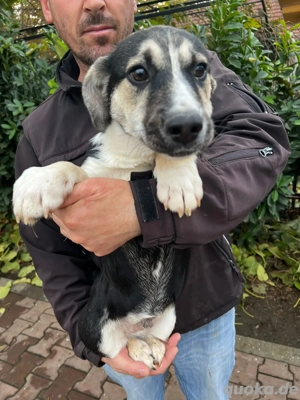 Dringend Pflegestellen gesucht  Bild 3