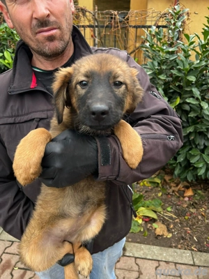 Dringend Pflegestellen gesucht  Bild 6