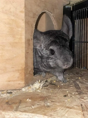 Chinchilla Notfallvermittlungshilfe sucht ein neues Zuhause für Tina und Fumi