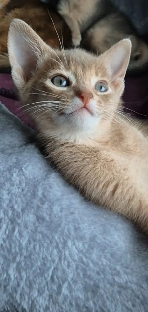 Abessinier Kitten von Papa Gr.Europa Champion