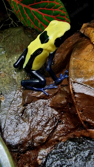 Dendrobates tinctorius citronella