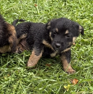 Noch Namenlos, geb. 09 2025, lebt im Tierheim in Bosnien und sucht ein Zuhause