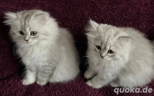 BLH Kätzchen Kitten zu verkaufen