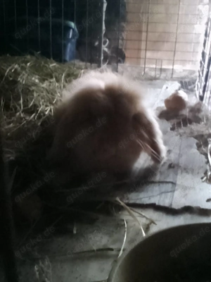 Zwerghase zwerghase mini