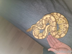 Python Regius Ultramel '20 Bild 2