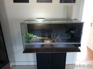 Python Regius Ultramel '20