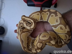 Python Regius Ultramel '20 Bild 3