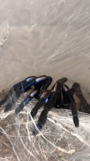 0.1 Chilobrachys natanicharum (EX SP. ELECTRIC BLUE) 