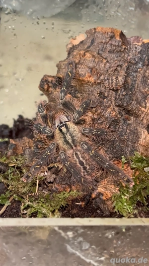 0.0.1 Poecilotheria Ornata