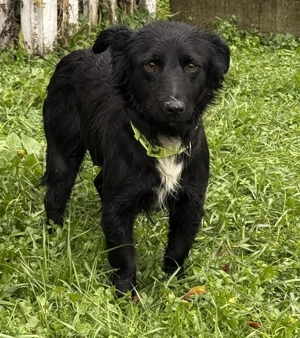 Lolli, geb. ca. 2023, lebt im Tierheim in Bosnien und sucht ein Zuhause