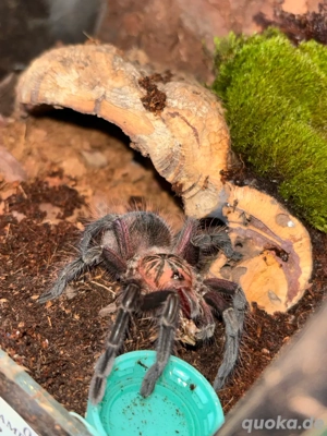 0.0.1 Pamphobeteus sp. Machala Bild 2