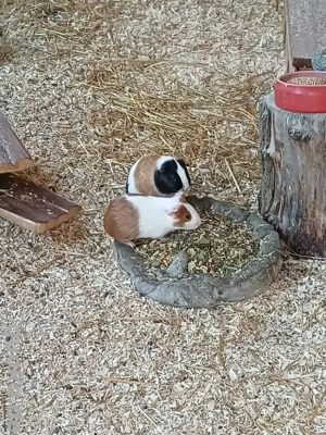 Meerschweinchen Böcke